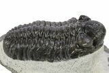 Phacopid (Adrisiops) Trilobite - Jbel Oudriss, Morocco #272836-2